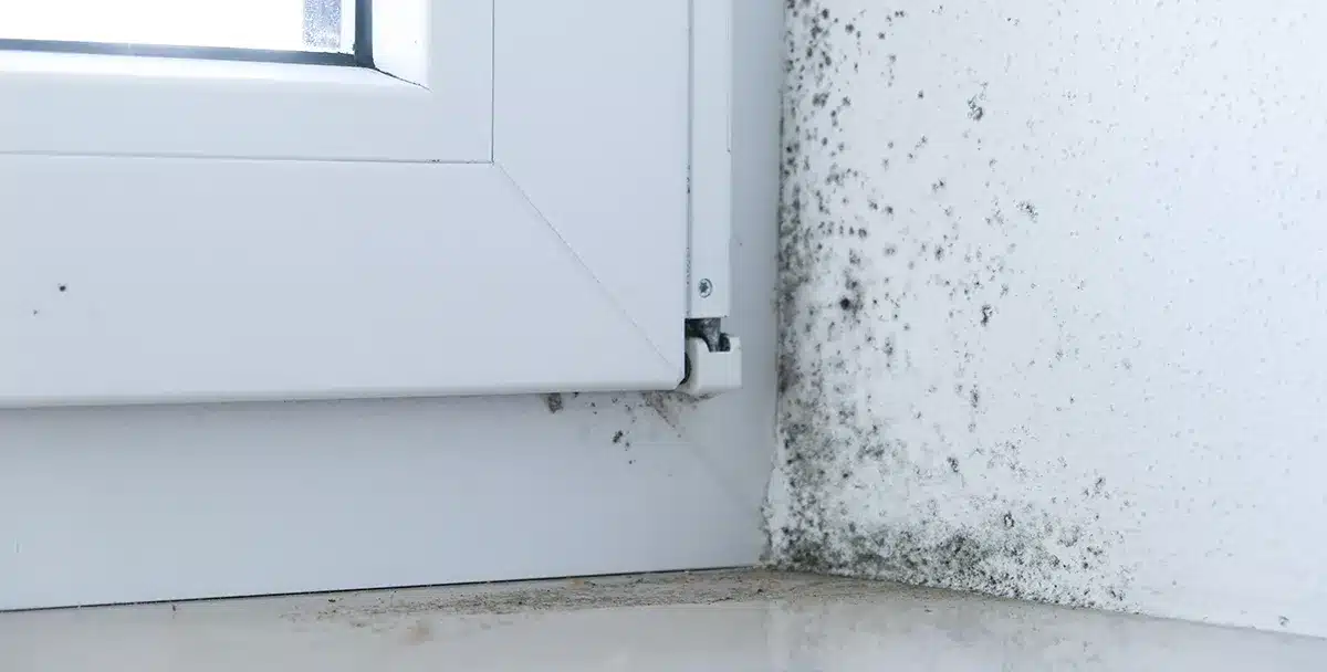 Warum schimmeln meine Wände - Schimmel in der Fensterlaibung